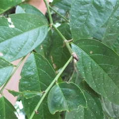 Phyllanthus clamboides at Mossman Gorge, QLD - 18 Mar 2015 01:18 PM