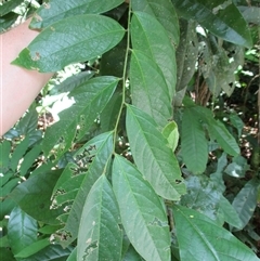 Phyllanthus clamboides at Mossman Gorge, QLD - 18 Mar 2015 01:18 PM