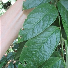 Phyllanthus clamboides at Mossman Gorge, QLD - 18 Mar 2015 01:18 PM
