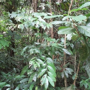 Phyllanthus clamboides at Mossman Gorge, QLD - 19 Mar 2015 08:11 AM
