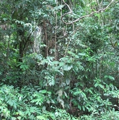 Phyllanthus clamboides at Mossman Gorge, QLD - 19 Mar 2015 08:11 AM