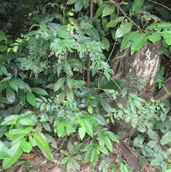 Phyllanthus clamboides at Mossman Gorge, QLD - 19 Mar 2015 08:11 AM