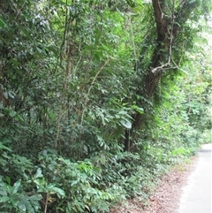Phyllanthus clamboides at Mossman Gorge, QLD - 19 Mar 2015 08:11 AM