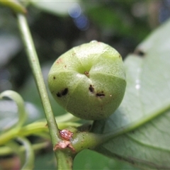 Phyllanthus clamboides at Mossman Gorge, QLD - 16 Apr 2015 by JasonPStewartNMsnc2016