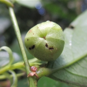 Phyllanthus clamboides at Mossman Gorge, QLD - 16 Apr 2015 by JasonPStewartNMsnc2016