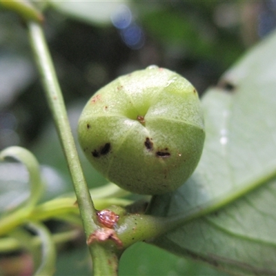 Phyllanthus clamboides at Mossman Gorge, QLD - 16 Apr 2015 by JasonPStewartNMsnc2016