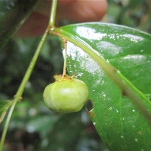 Phyllanthus clamboides at Mossman Gorge, QLD - 16 Apr 2015 08:03 AM