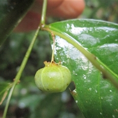 Phyllanthus clamboides at Mossman Gorge, QLD - 16 Apr 2015 08:03 AM