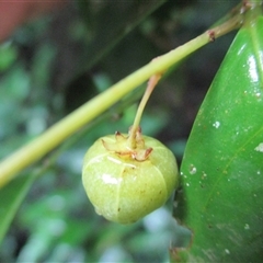 Phyllanthus clamboides at Mossman Gorge, QLD - 16 Apr 2015 08:03 AM