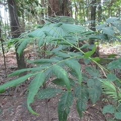 Phyllanthus clamboides at suppressed - suppressed