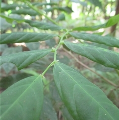 Phyllanthus clamboides at suppressed - suppressed