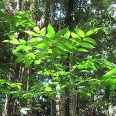 Phyllanthus clamboides at suppressed - suppressed