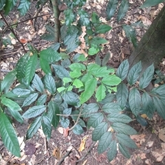 Phyllanthus clamboides at suppressed - suppressed