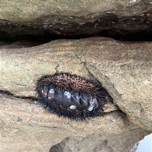 Unverified Marine Invertebrate at Undefined, WA - 11 May 2025 by Suzhop