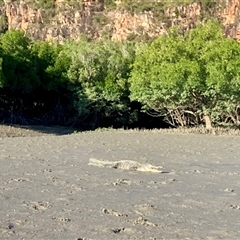 Crocodylus porosus at Mitchell Plateau, WA - 11 May 2025 by Suzhop