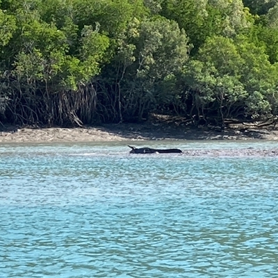 Crocodylus porosus at Mitchell Plateau, WA - 11 May 2025 by Suzhop