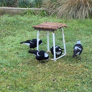 Gymnorhina tibicen (Australian Magpie) at Richardson, ACT - 15 Jun 2025 by MB