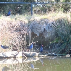 Porphyrio melanotus (Australasian Swamphen) at Fyshwick, ACT - 14 Jun 2025 by MB