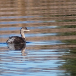 Poliocephalus poliocephalus (Hoary-headed Grebe) at Fyshwick, ACT - 14 Jun 2025 by MB
