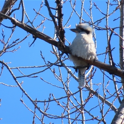 Dacelo novaeguineae (Laughing Kookaburra) at Campbell, ACT - 14 Jun 2025 by MB