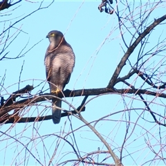 Tachyspiza fasciata (Brown Goshawk) at Fyshwick, ACT - 14 Jun 2025 by MB