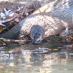Hydromys chrysogaster (Rakali or Water Rat) at Fyshwick, ACT - 14 Jun 2025 by MB