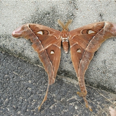 Coscinocera hercules (hercules moths) at Mossman, QLD - 30 Jan 2016 by JasonPStewartNMsnc2016