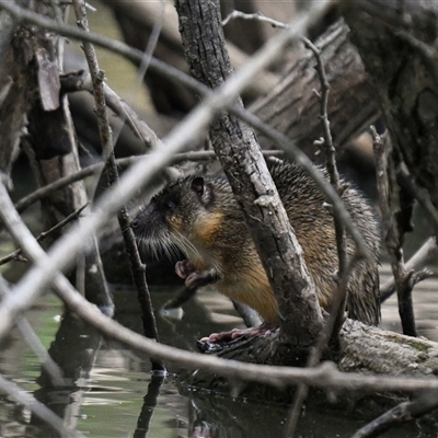 Hydromys chrysogaster (Rakali or Water Rat) at Fyshwick, ACT - 6 Jun 2025 by davidcunninghamwildlife