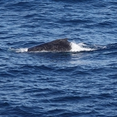 Megaptera novaeangliae (Humpback Whale) at Guerilla Bay, NSW - 14 Jun 2025 by Gee