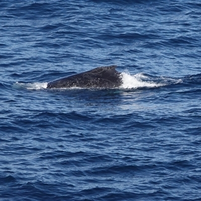 Megaptera novaeangliae (Humpback Whale) at Guerilla Bay, NSW - 14 Jun 2025 by Gee