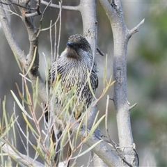 Anthochaera chrysoptera (Little Wattlebird) at Acton, ACT - 14 Jun 2025 by LineMarie