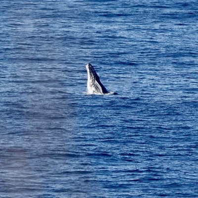 Megaptera novaeangliae (Humpback Whale) at Guerilla Bay, NSW - 14 Jun 2025 by Gee