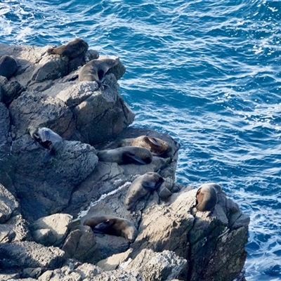 Arctocephalus pusillus doriferus (Australian Fur-seal) at Guerilla Bay, NSW - 14 Jun 2025 by Gee