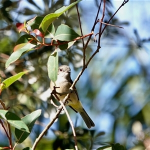 Pachycephala pectoralis (Golden Whistler) at Broulee, NSW - 10 Jun 2025 by Gee