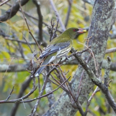 Oriolus sagittatus (Olive-backed Oriole) at Acton, ACT - 14 Jun 2025 by LineMarie