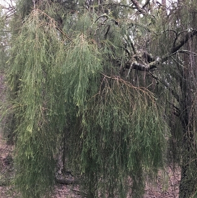 Exocarpos cupressiformis (Cherry Ballart) at Crowther, NSW - 15 Jun 2025 by Frecko