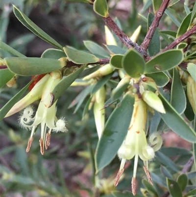 Styphelia triflora (Five-corners) at Crowther, NSW - 15 Jun 2025 by Frecko