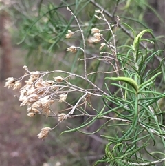 Cassinia laevis (Cough Bush) at Crowther, NSW - Yesterday by Frecko