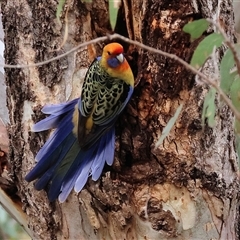 Platycercus elegans flaveolus (Yellow Rosella) at West Wodonga, VIC - 11 Jun 2025 by KylieWaldon