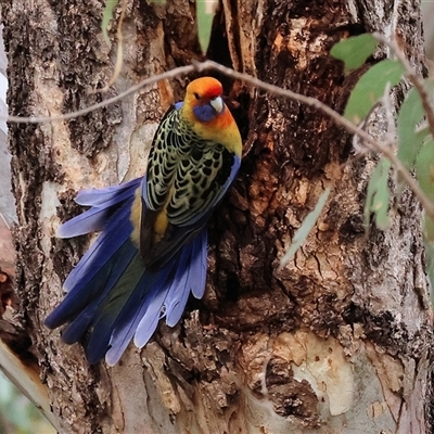 Platycercus elegans flaveolus (Yellow Rosella) at West Wodonga, VIC - 11 Jun 2025 by KylieWaldon