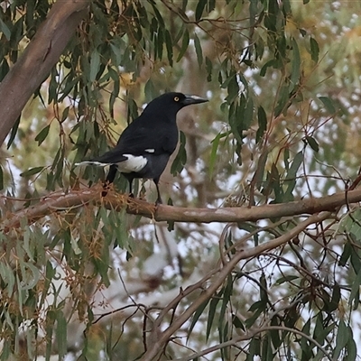 Strepera graculina (Pied Currawong) at West Wodonga, VIC - 11 Jun 2025 by KylieWaldon