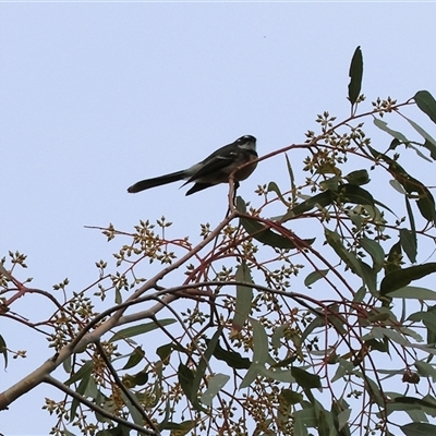 Rhipidura albiscapa (Grey Fantail) at West Wodonga, VIC - 11 Jun 2025 by KylieWaldon