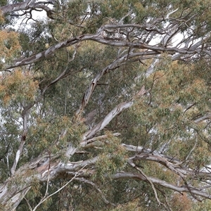 Unverified Gum Tree at West Wodonga, VIC - 11 Jun 2025 by KylieWaldon