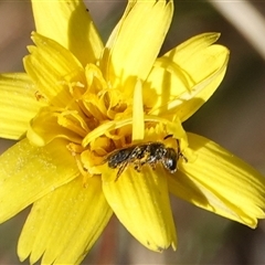 Lasioglossum sp. (genus) at Hall, ACT - 14 Jun 2025 by Anna123