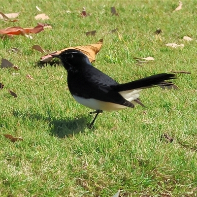 Rhipidura leucophrys (Willie Wagtail) at West Wodonga, VIC - 12 Jun 2025 by KylieWaldon