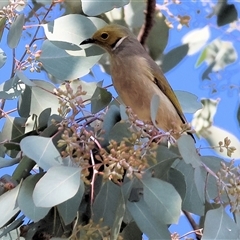 Ptilotula penicillata (White-plumed Honeyeater) at West Wodonga, VIC - 12 Jun 2025 by KylieWaldon
