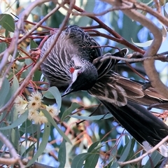 Anthochaera carunculata (Red Wattlebird) at West Wodonga, VIC - 12 Jun 2025 by KylieWaldon