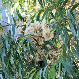 Corymbia citriodora at West Wodonga, VIC - 12 Jun 2025 12:31 PM
