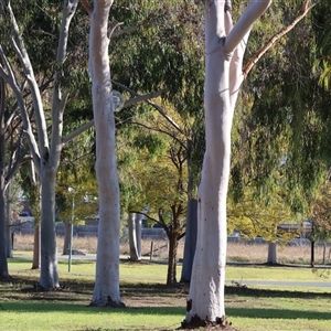 Corymbia citriodora at West Wodonga, VIC - 12 Jun 2025 12:31 PM