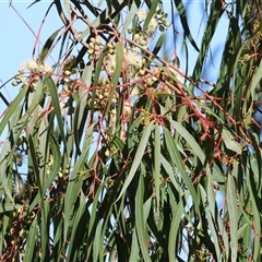 Corymbia citriodora at West Wodonga, VIC - 12 Jun 2025 12:31 PM